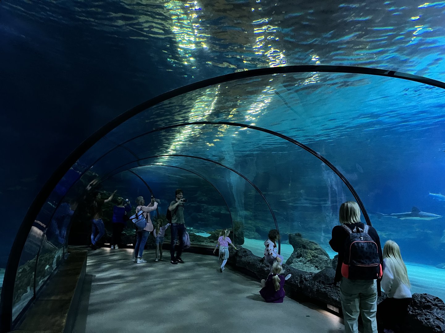 Oceanium- View in underwater tunnel 13.7.23