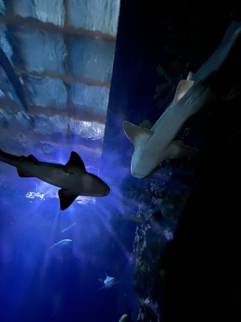 Oceanium- View in underwater tunnel tank 13.7.23