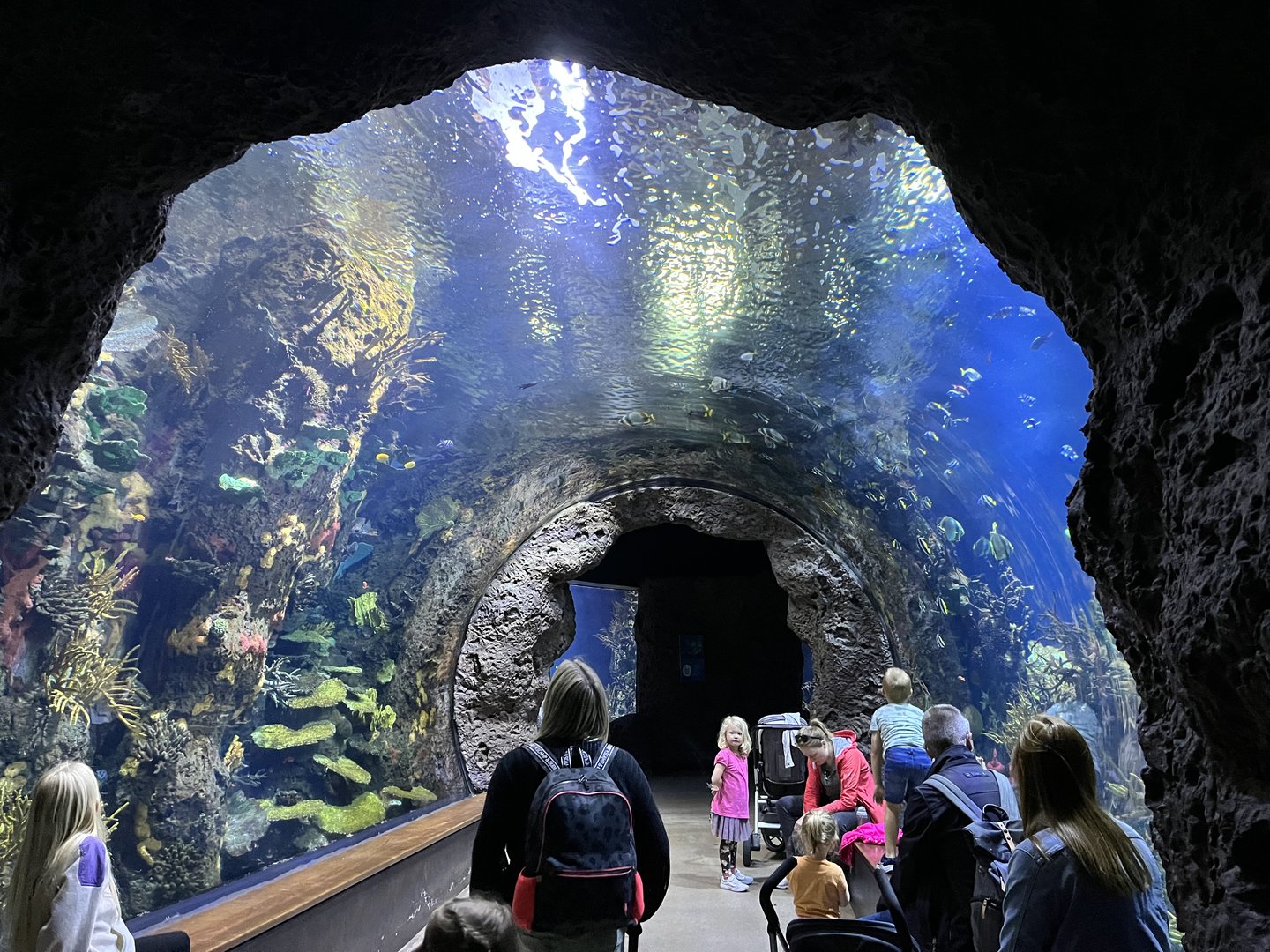 Oceanium- View of tunnel tank 13.7.23
