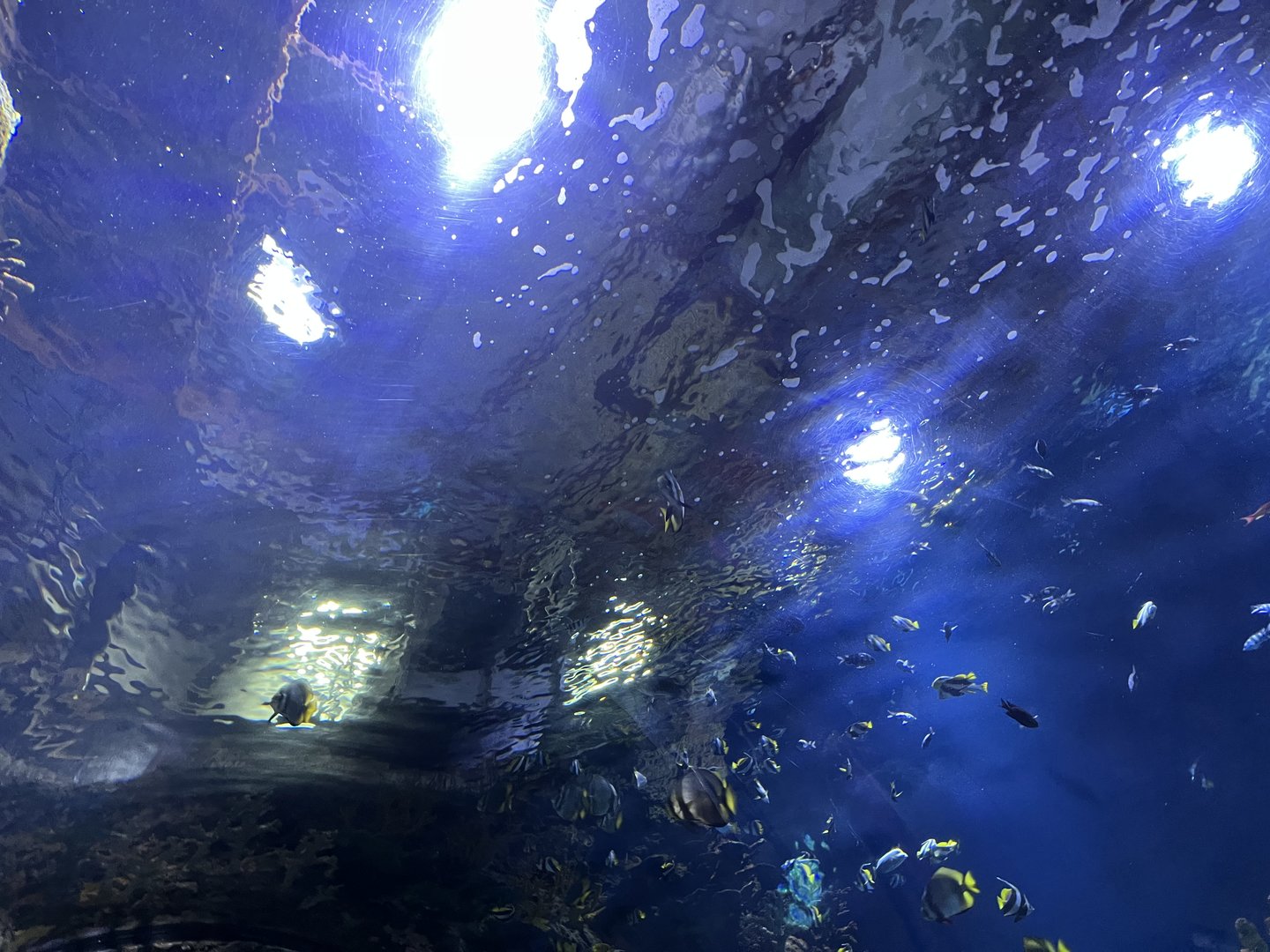 Oceanium- View of tunnel tank 13.7.23
