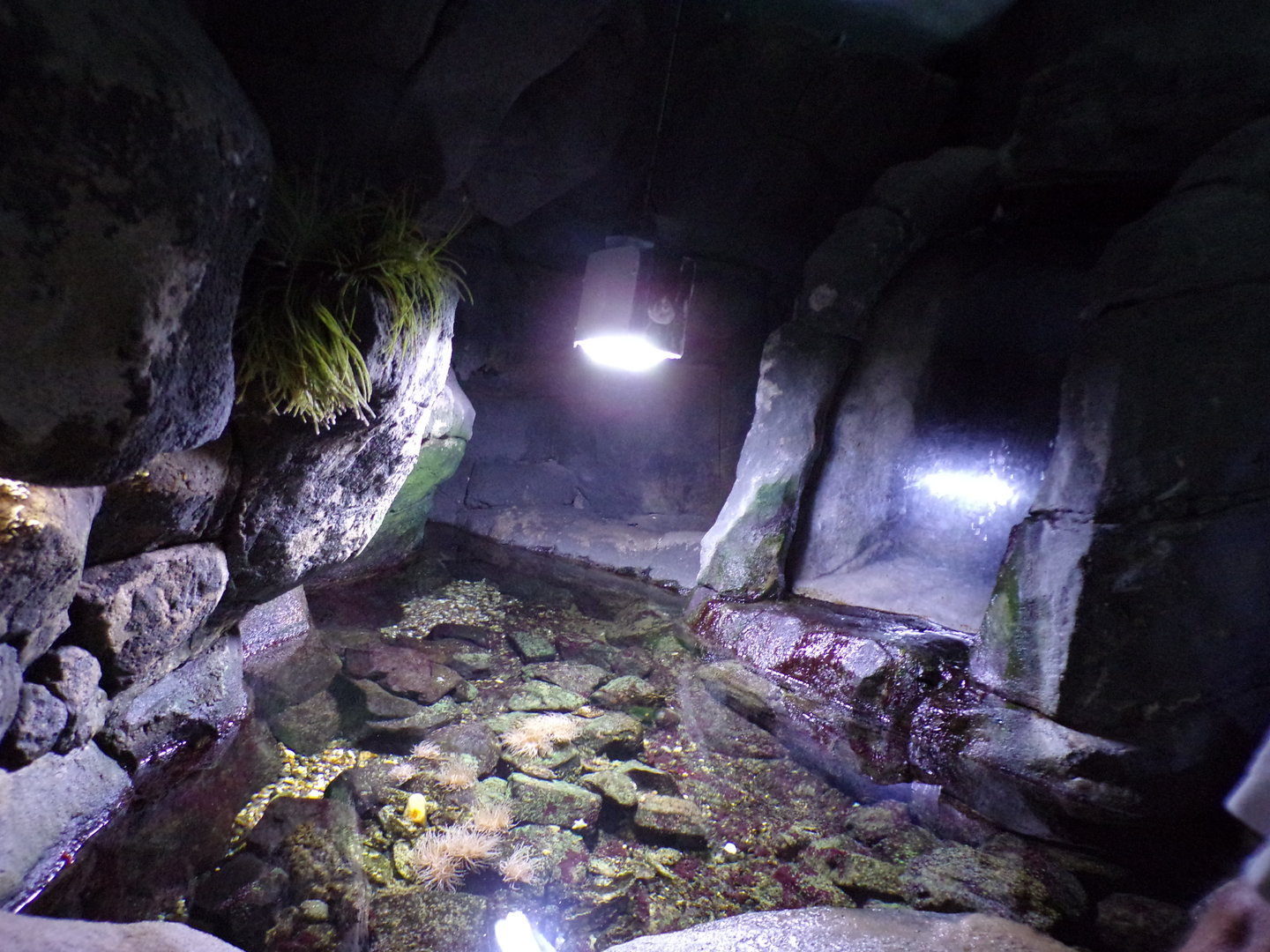 Oceanium- waterfall rockpool tank 13.7.23