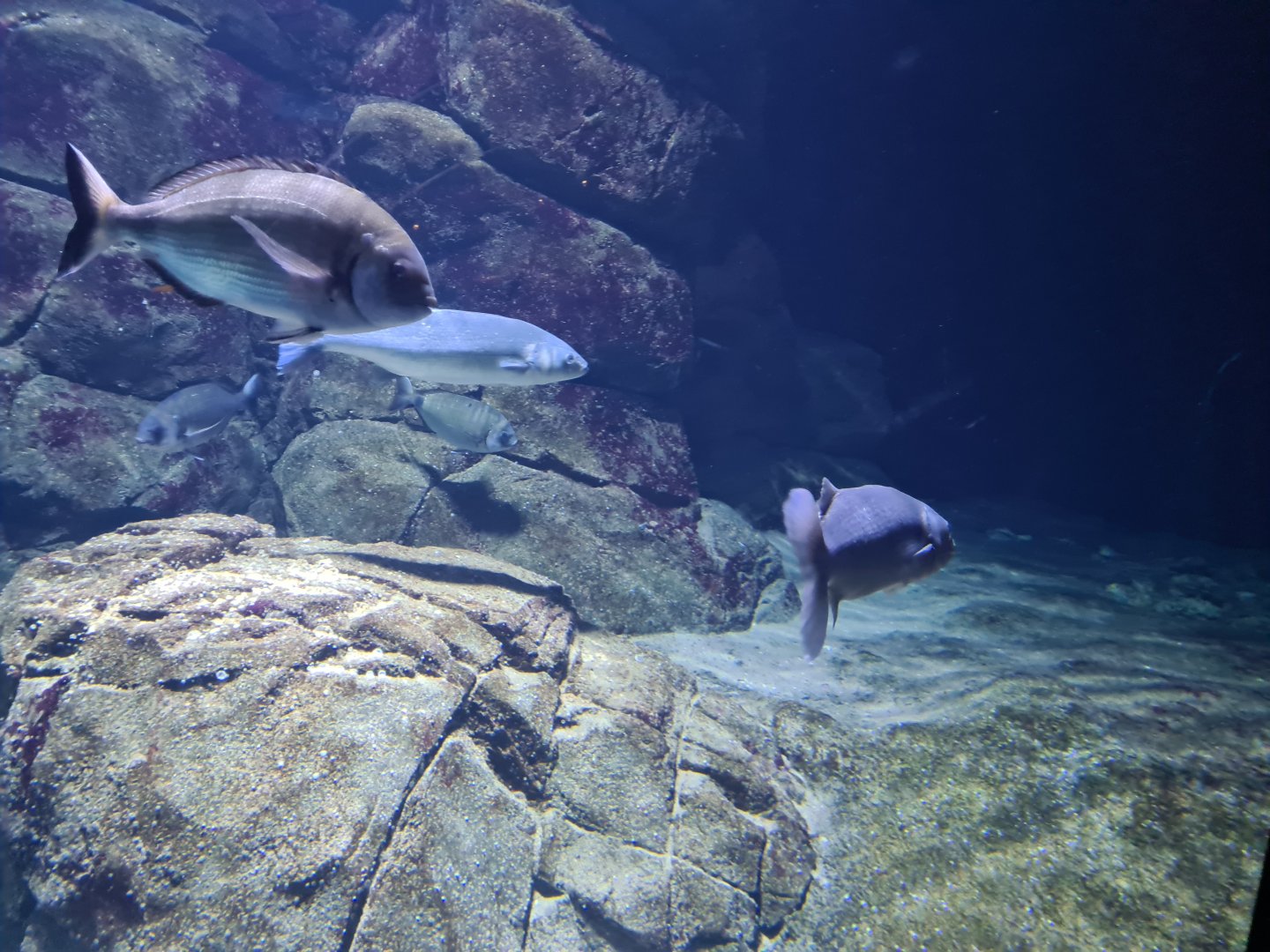 Oceanium - White seabream and European seabass in North Sea aquarium