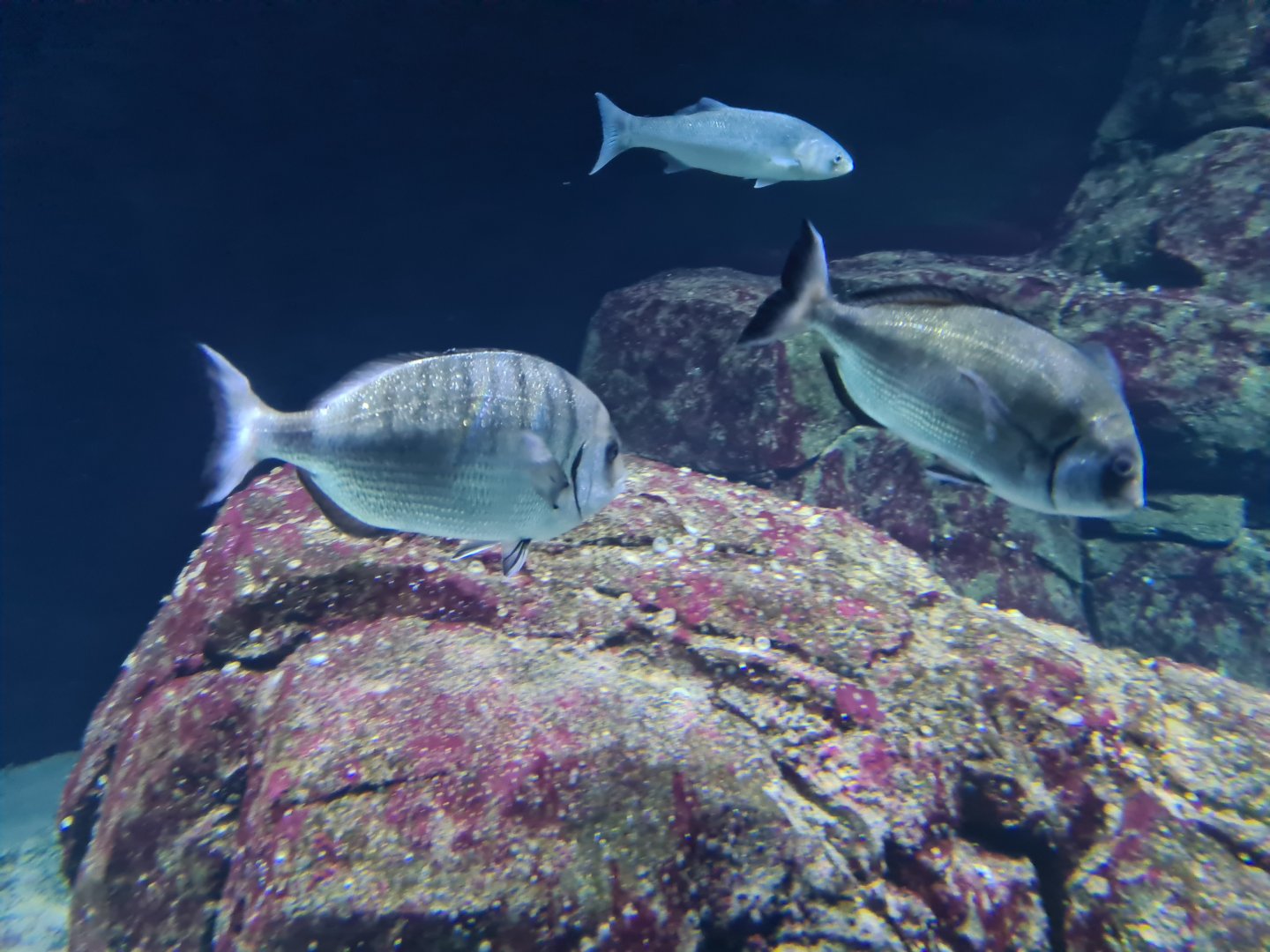 Oceanium - White seabream and European seabass in North Sea aquarium