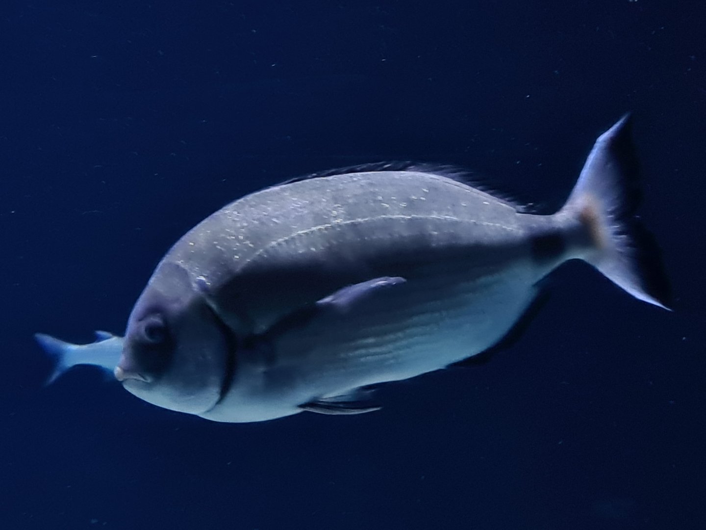 Oceanium - White seabream in North Sea aquarium