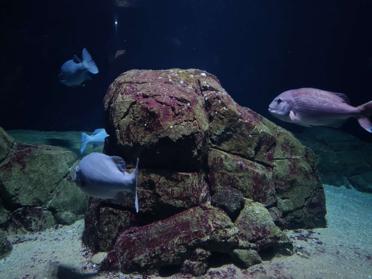 Oceanium - Wreck dive aquarium