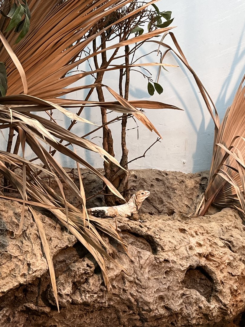 Oceanium- Young rhinoceros iguana 13.7.23