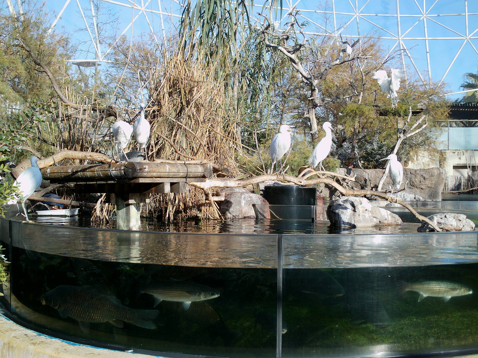 Oceanographic Valencia: circa 2013