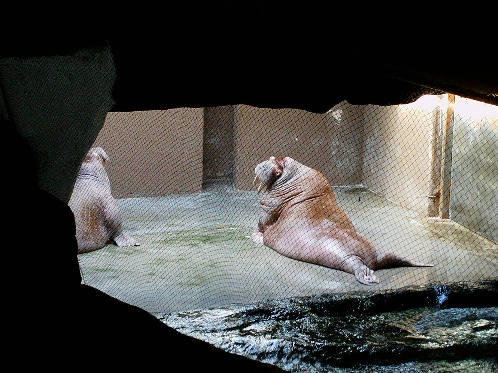 Oceanographic Valencia: circa 2013