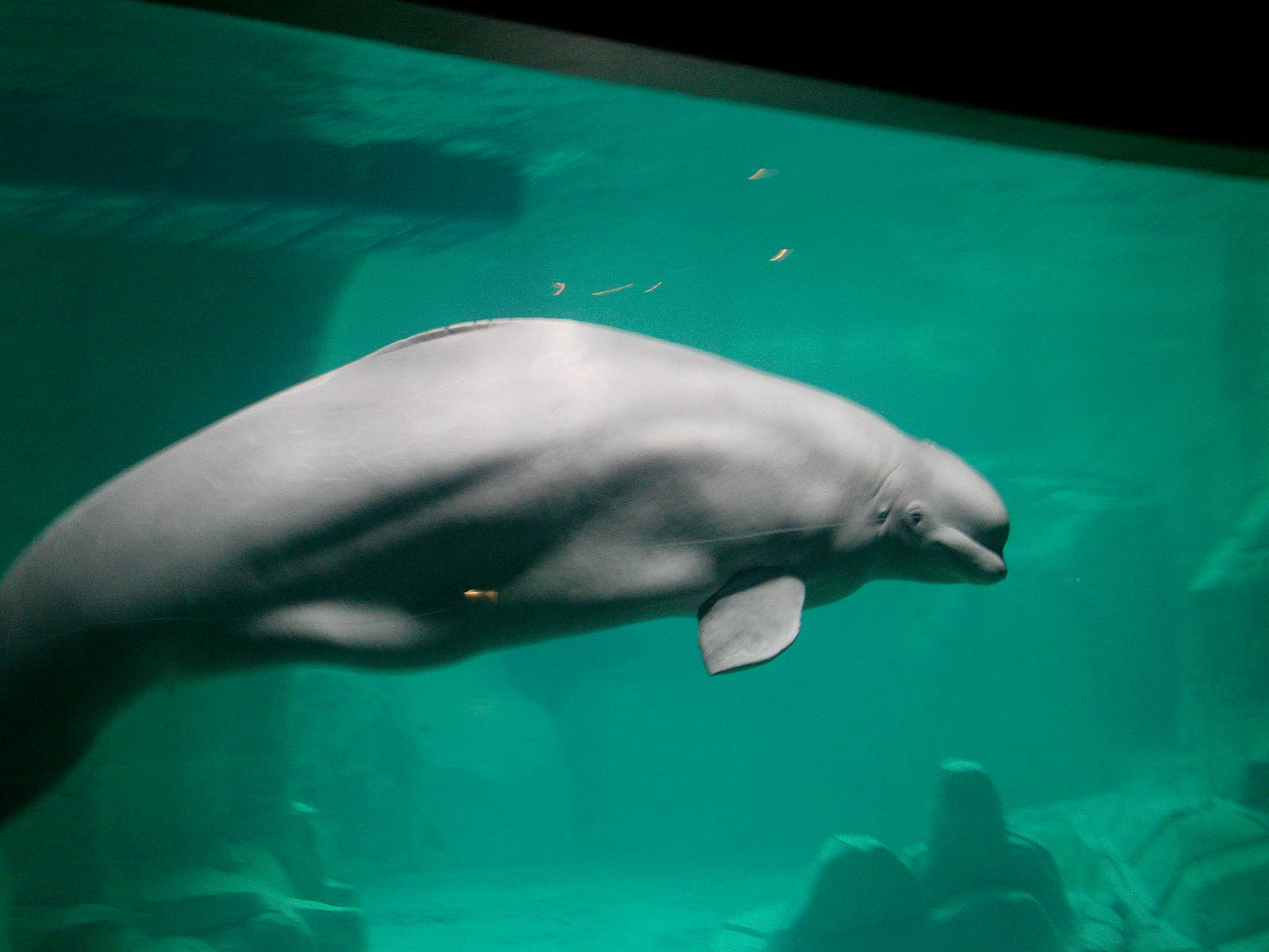 Oceanographic Valencia: circa 2013