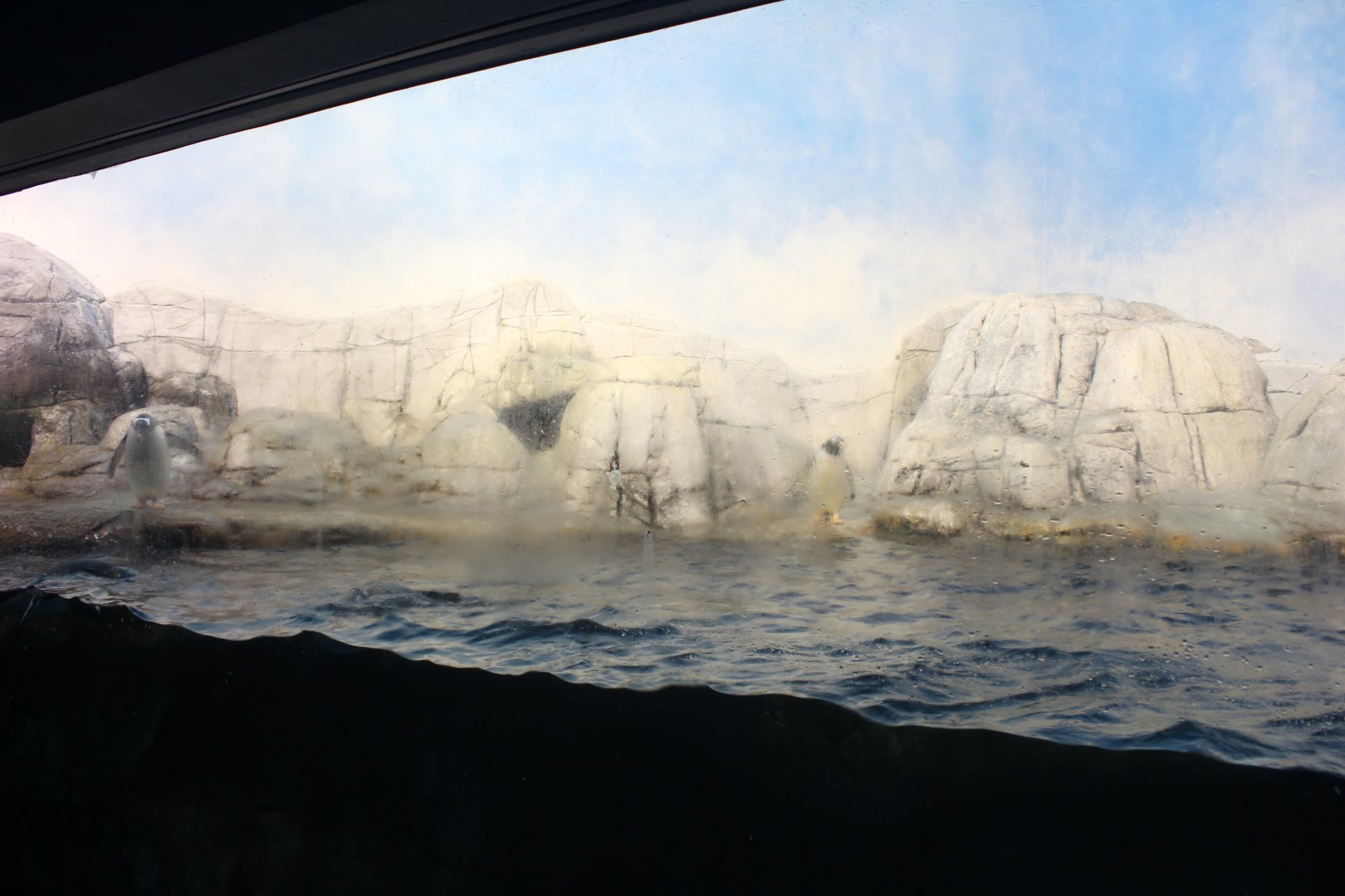 Oceans - Antarctic Penguin Exhibit