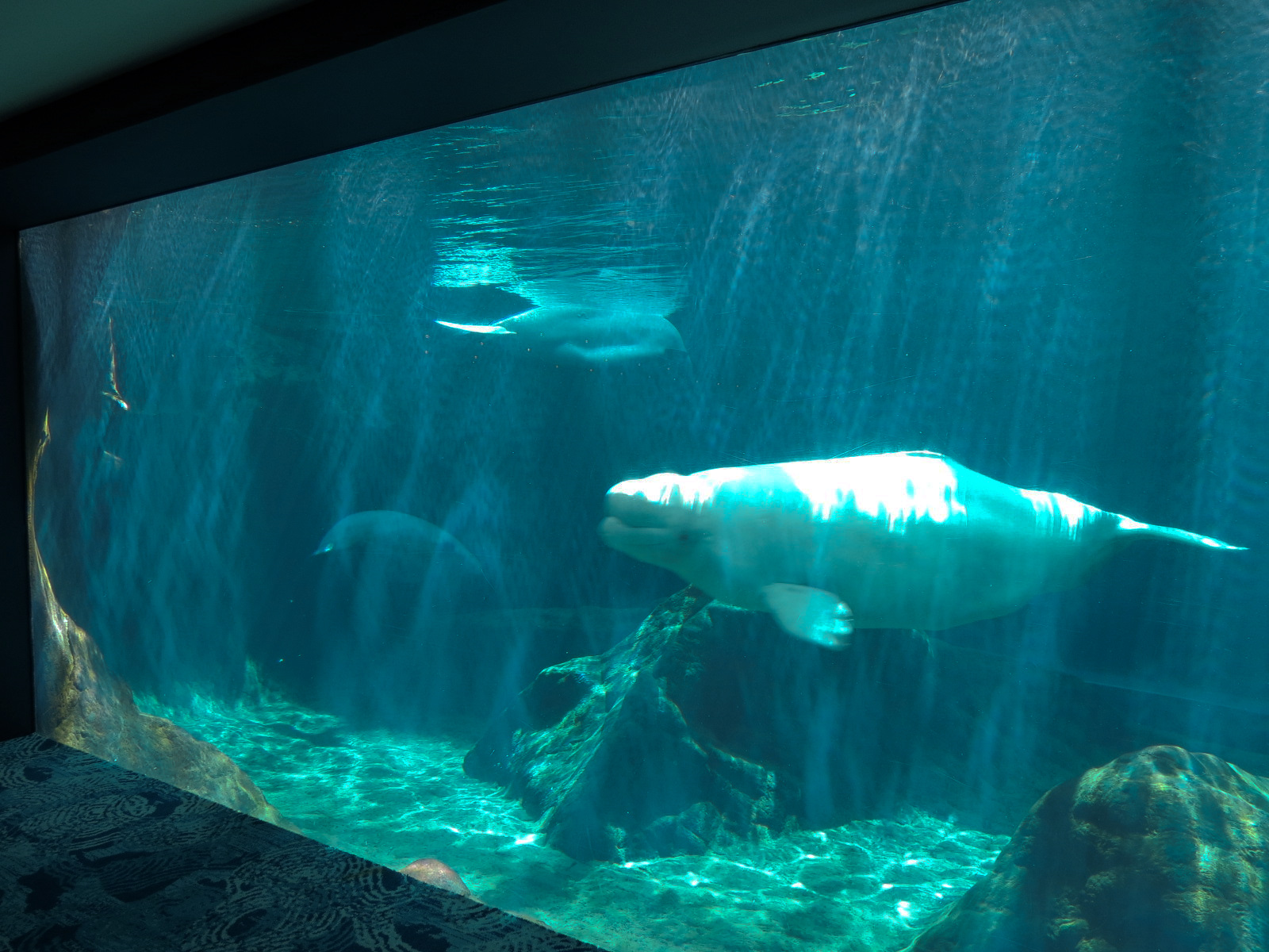 Oceans Ballroom - Beluga Exhibit Viewing Window