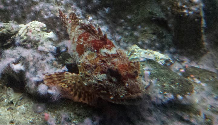 Oceans - California Scorpionfish
