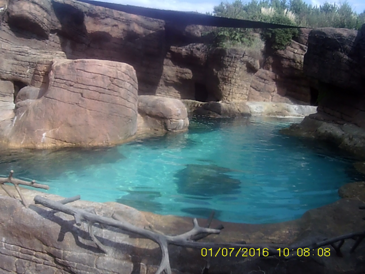 Oceans - California Sea Lion/Grey Seal Exhibit
