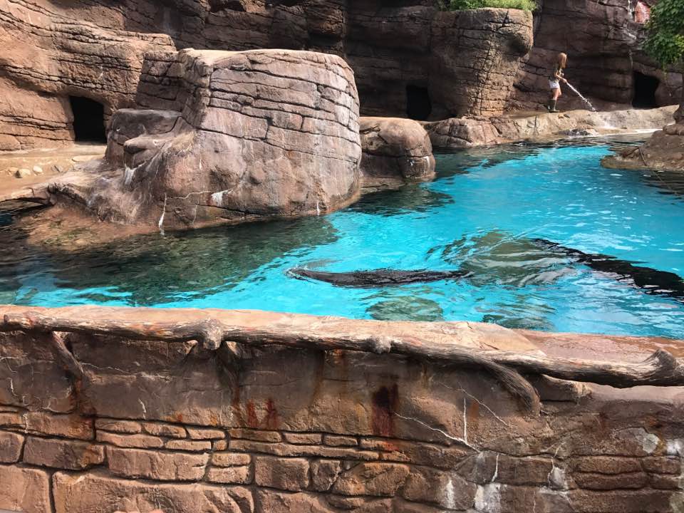 Oceans- California Sea Lion/Harbor Seal