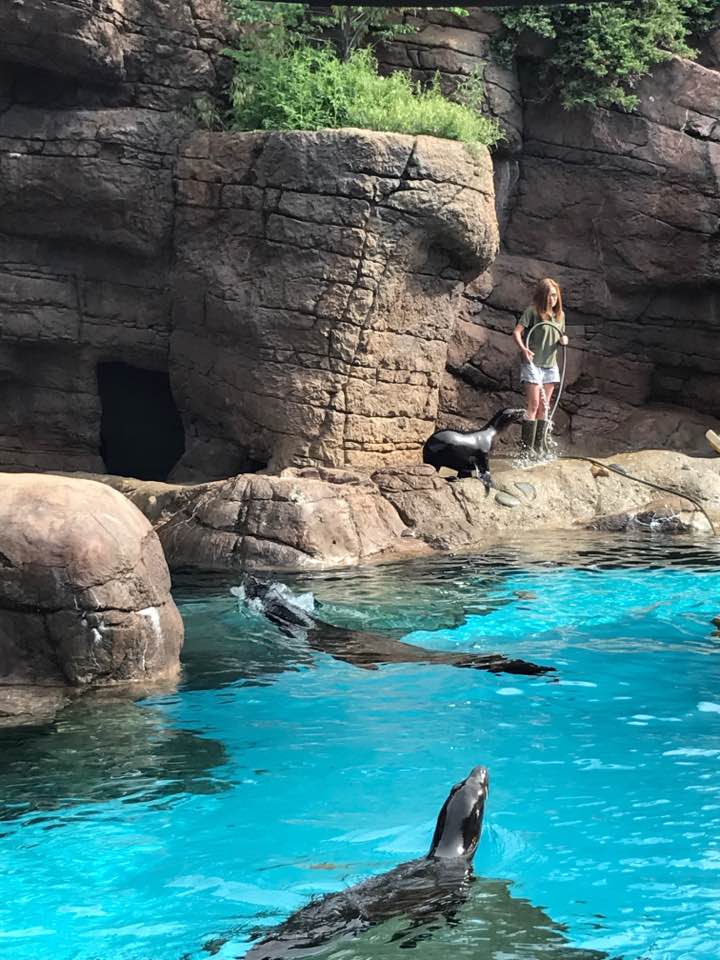 Oceans- California Sea Lion/Harbor Seal