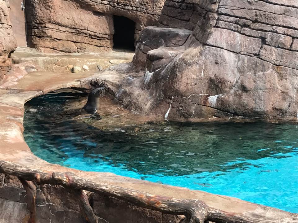 Oceans- California Sea Lion/Harbor Seal