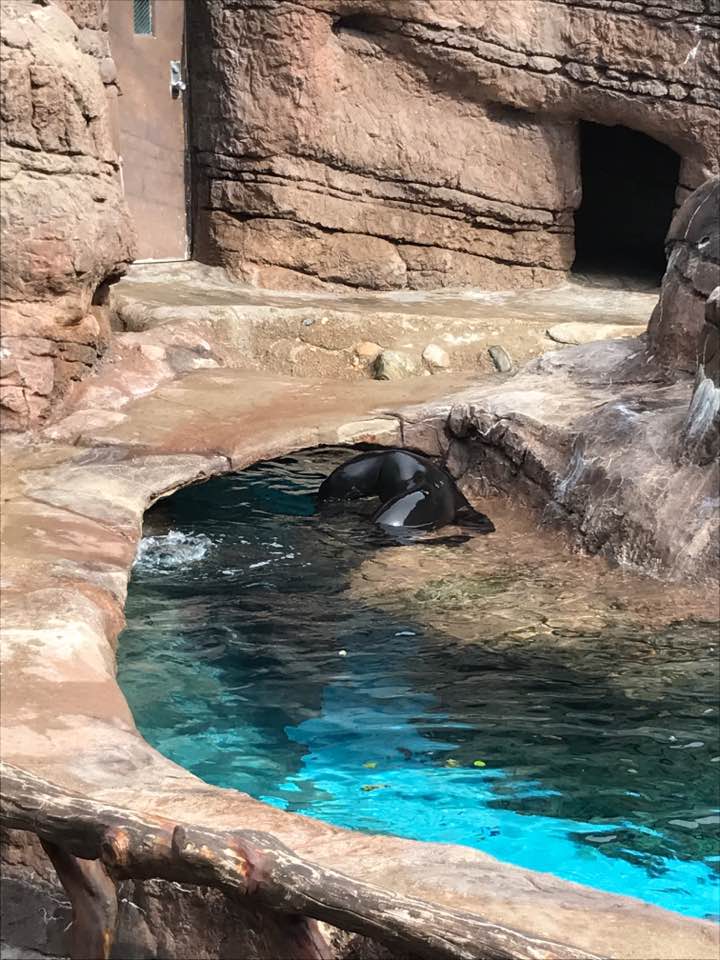 Oceans- California Sea Lion/Harbor Seal