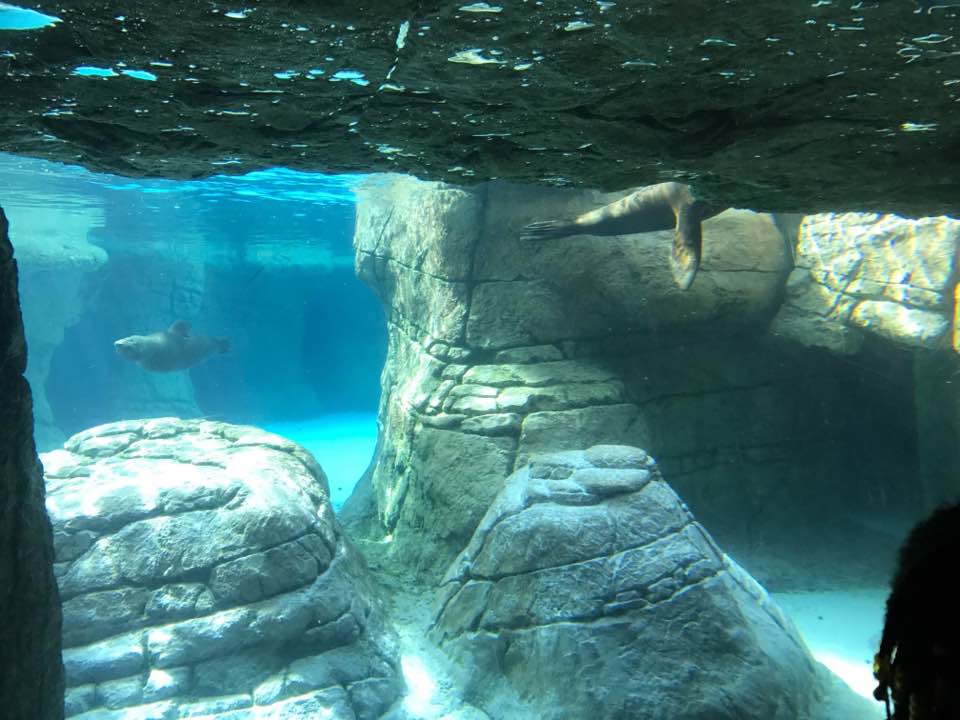 Oceans- California Sea Lion/Harbor Seal