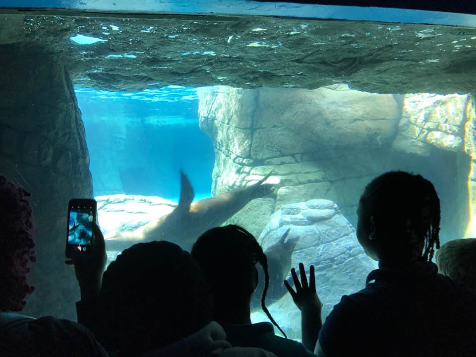 Oceans- California Sea Lion/Harbor Seal