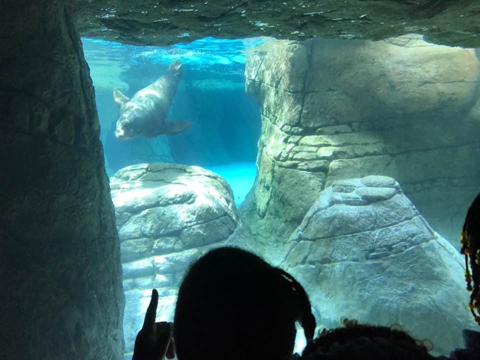 Oceans- California Sea Lion/Harbor Seal