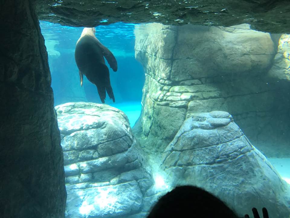 Oceans- California Sea Lion/Harbor Seal
