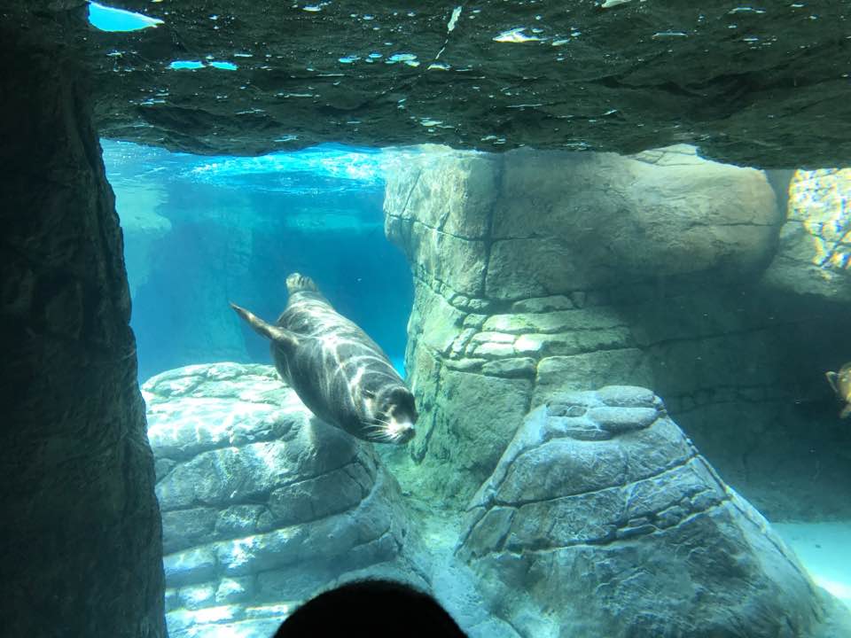 Oceans- California Sea Lion/Harbor Seal