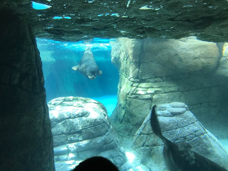 Oceans- California Sea Lion/Harbor Seal