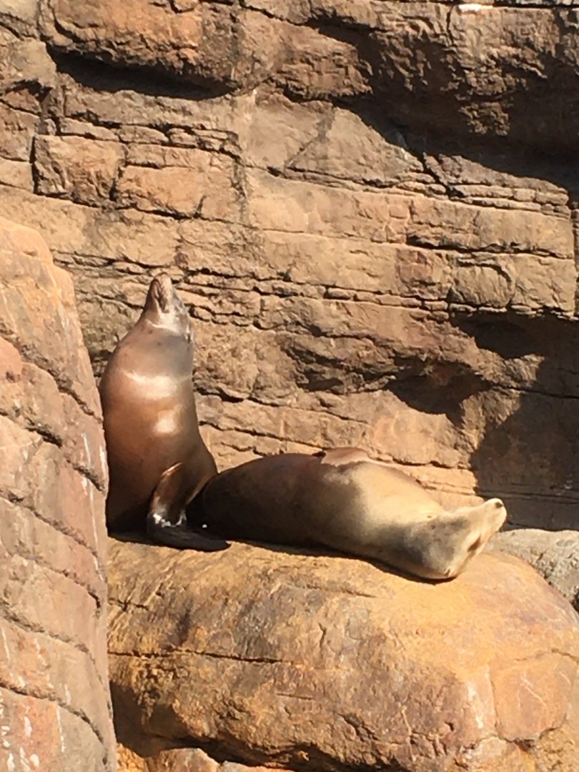 Oceans - California Sea Lions