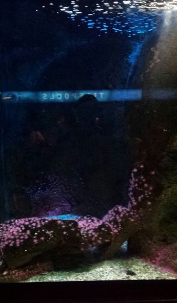 Oceans - Chain Dogfish + Oyster Toadfish Exhibit