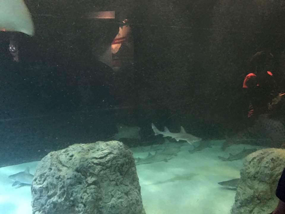 Oceans- Cownose Ray/Dogfish Sharj