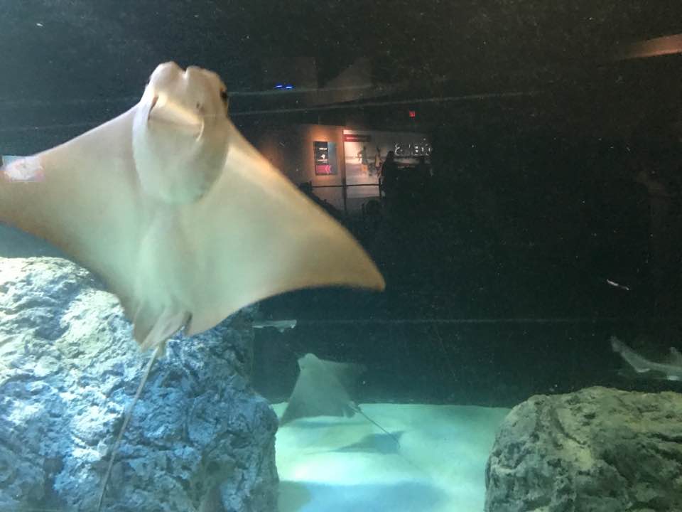 Oceans- Cownose Ray/Dogfish Shark