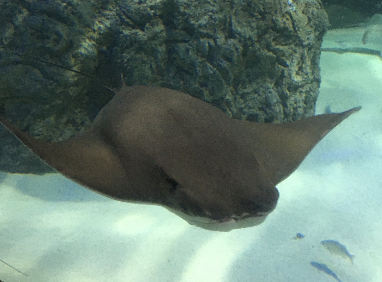 Oceans - Cownose Ray