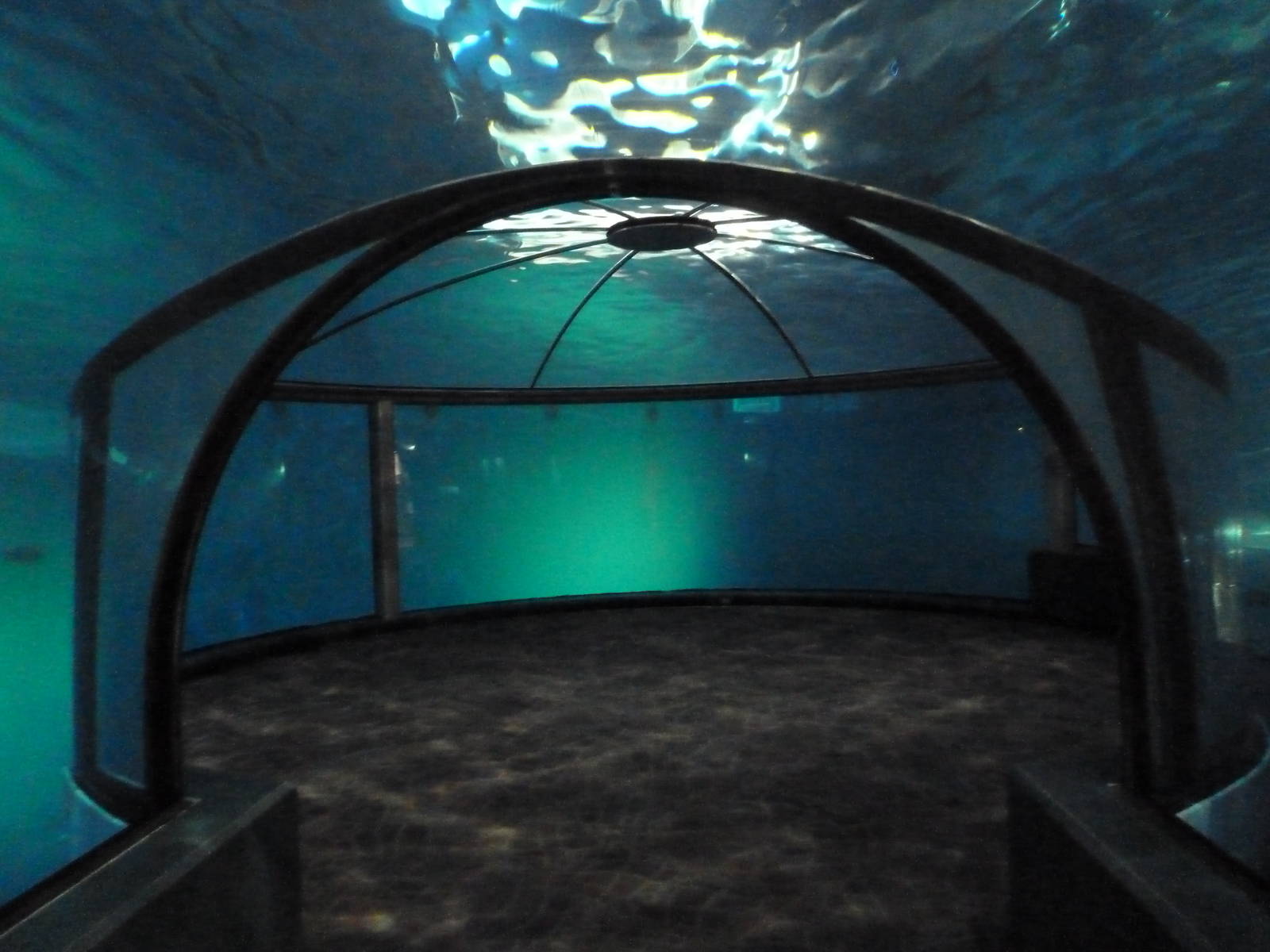 Oceans - Dolphin Dome