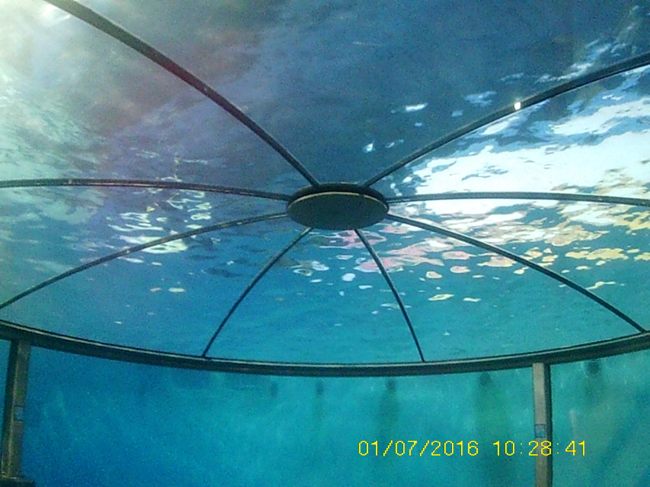 Oceans - Dolphin Dome