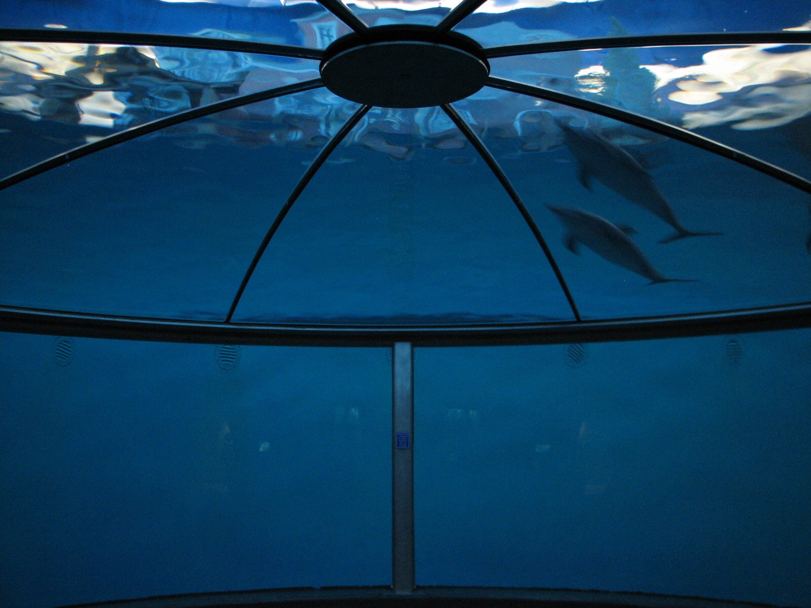 Oceans - Dolphin Dome