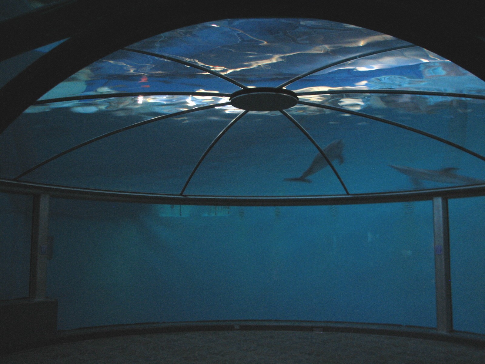 Oceans - Dolphin Dome