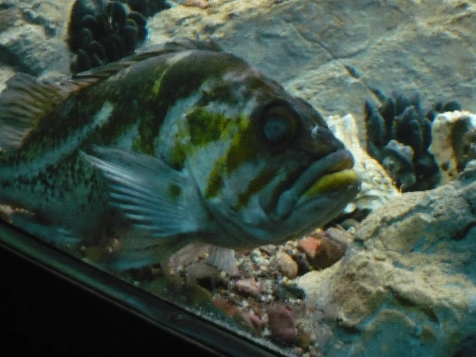 Oceans Exhibit- Fish
