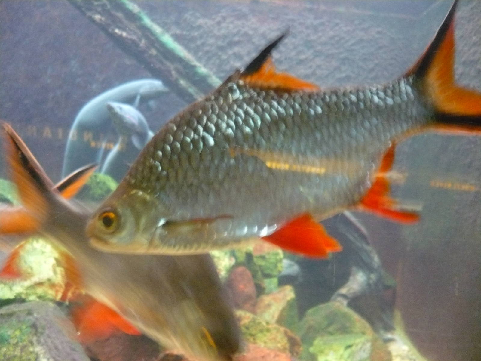 Oceans Exhibit- Fish