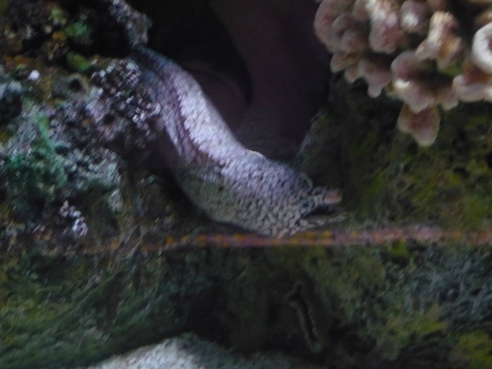 Oceans Exhibit- Moray Eel