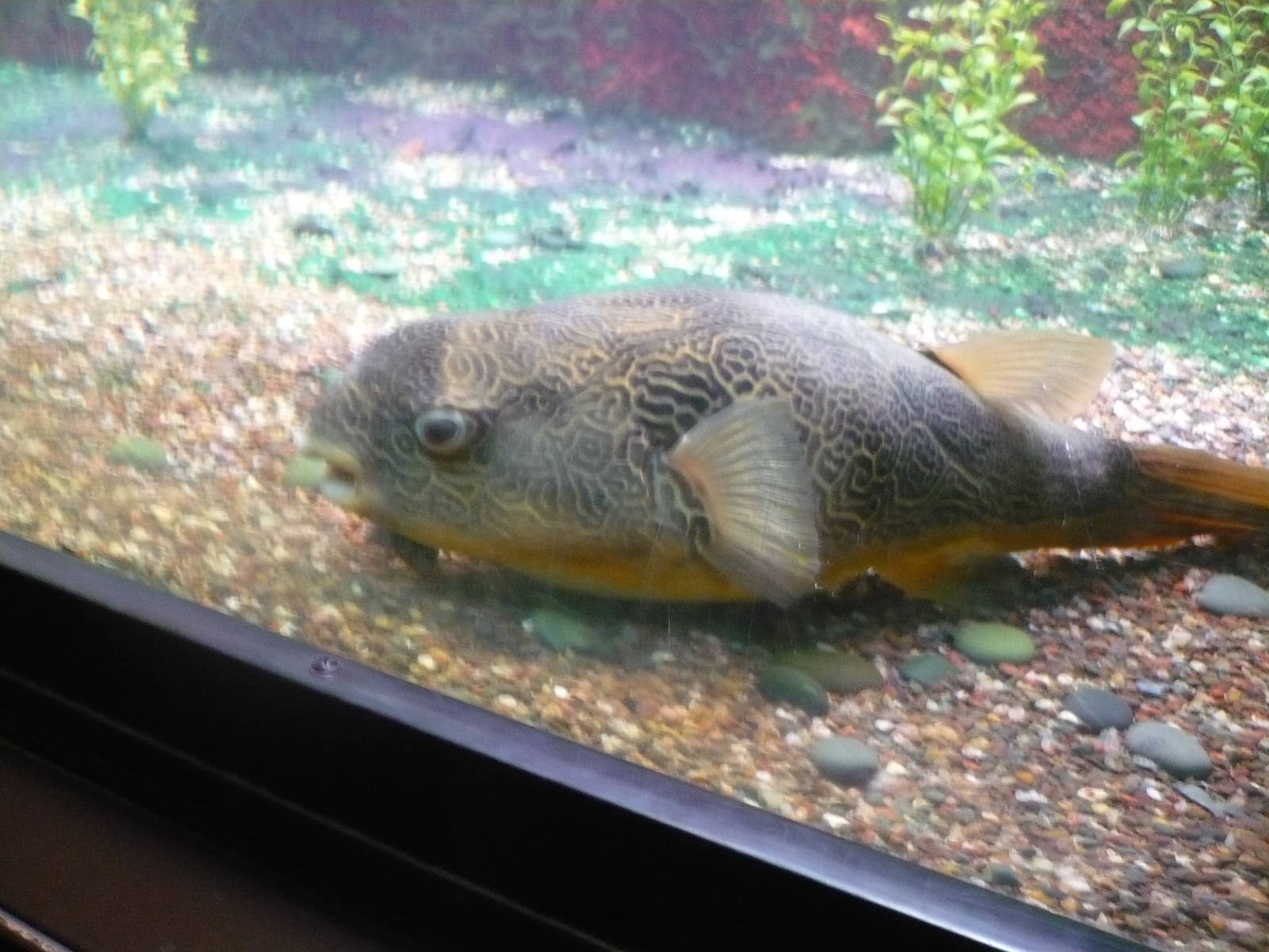 Oceans Exhibit- Puffer Fish