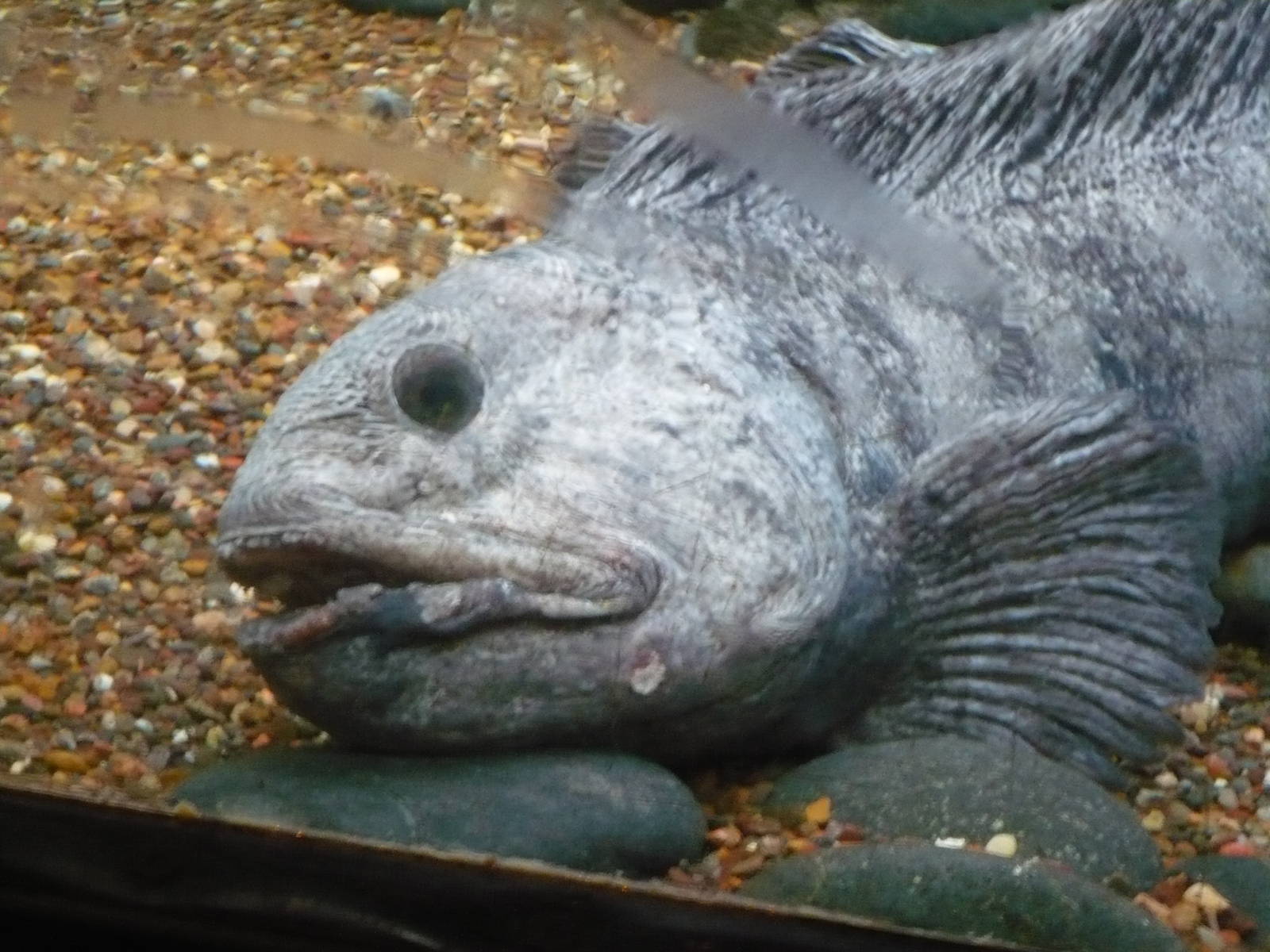 Oceans Exhibit- Wolf Fish