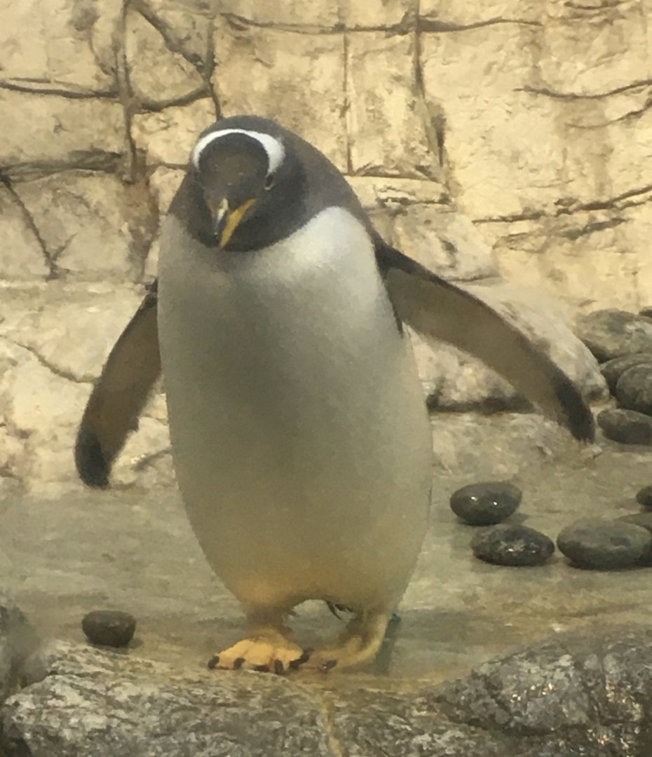 Oceans - Gentoo Penguin