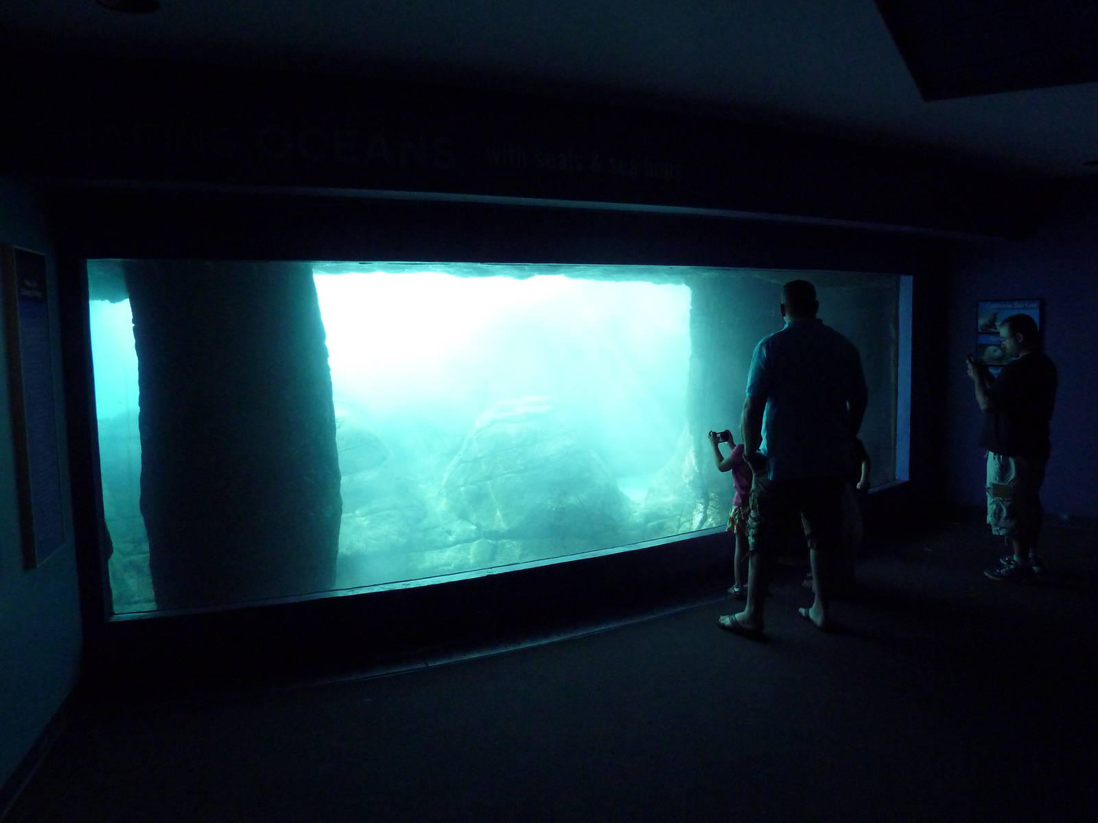 Oceans - Grey Seal/Harbour Seal/California Sea Lion Exhibit