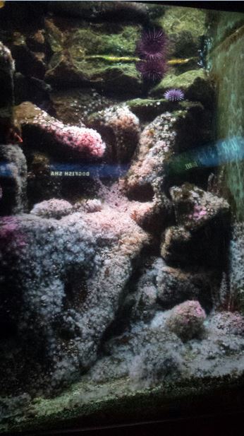 Oceans - Jewled Anemone + Painted Greenling + Blackeye Goby