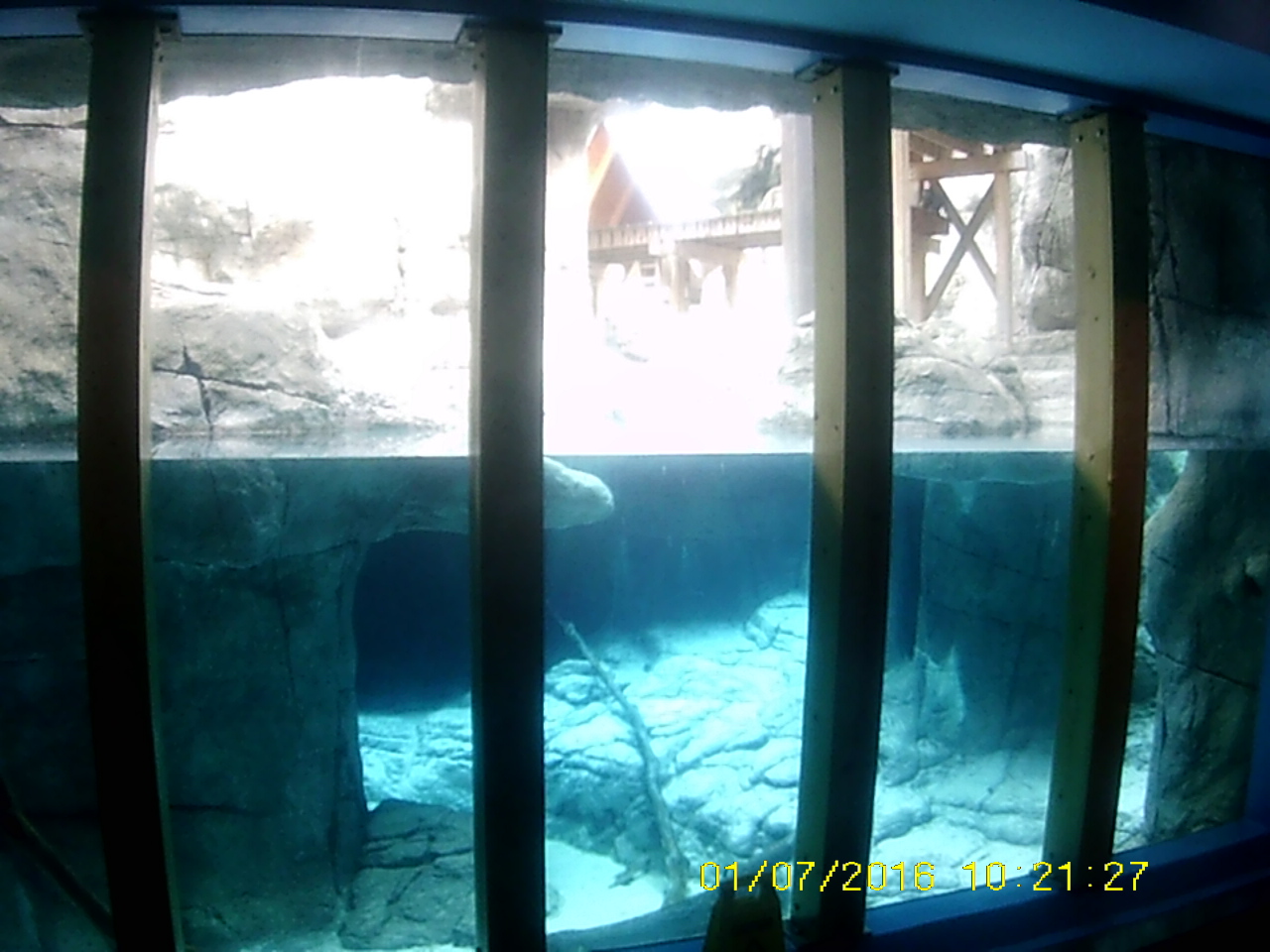 Oceans - Long-tailed Macaque Exhibit - Underwater Viewing