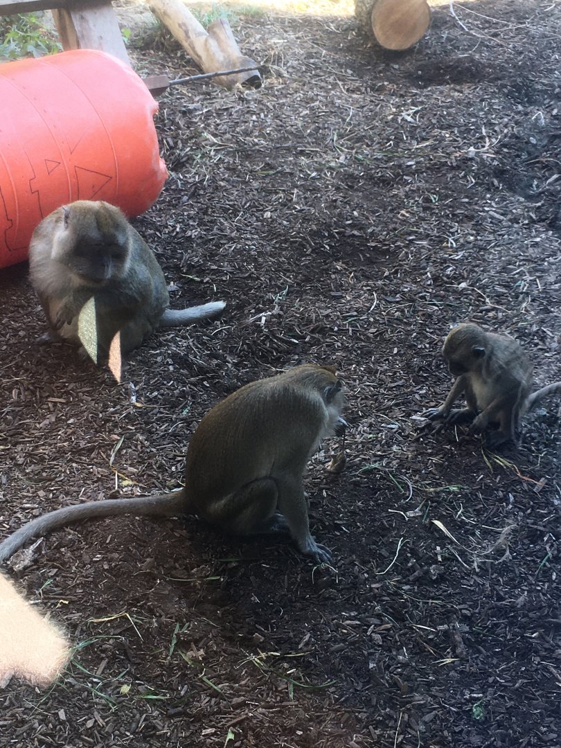 Oceans - Long-tailed Macaques