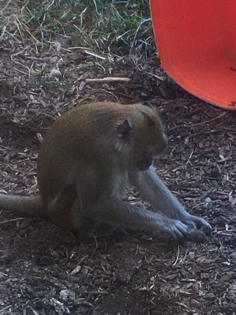 Oceans - Macaque (playing with dead Mouse)