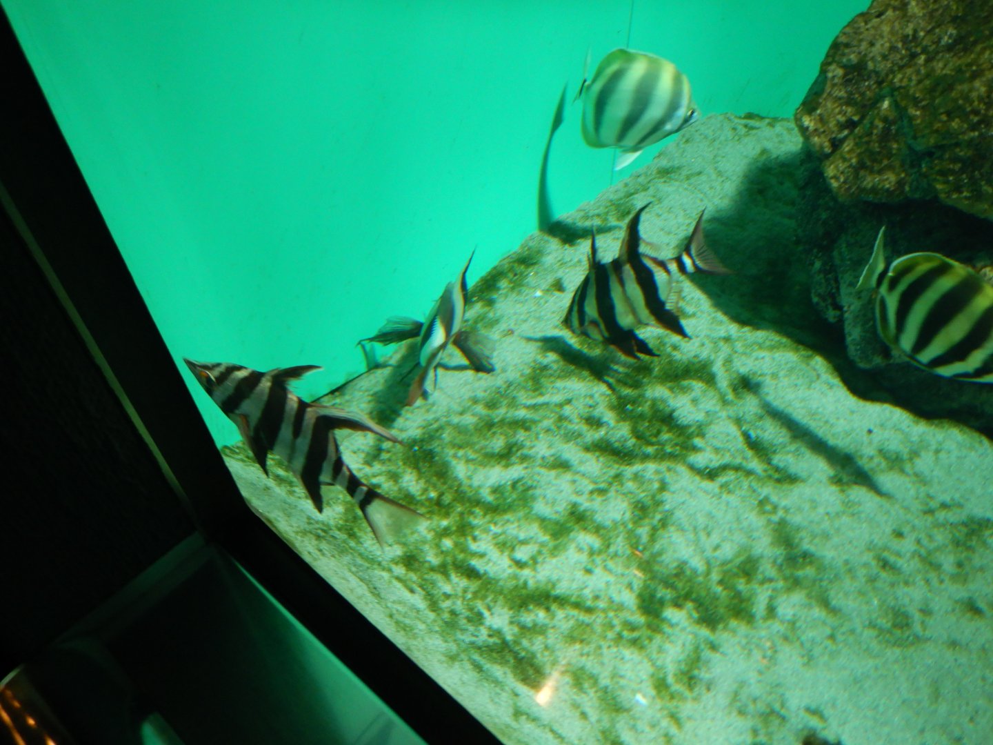 Oceans of the World - Old Wife, Moonlighter and Magpie Morwong