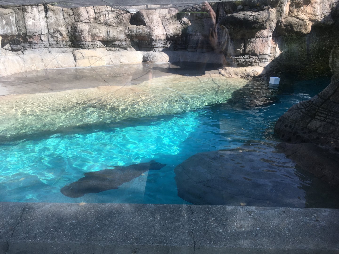 Oceans - Pacific Walrus Exhibit