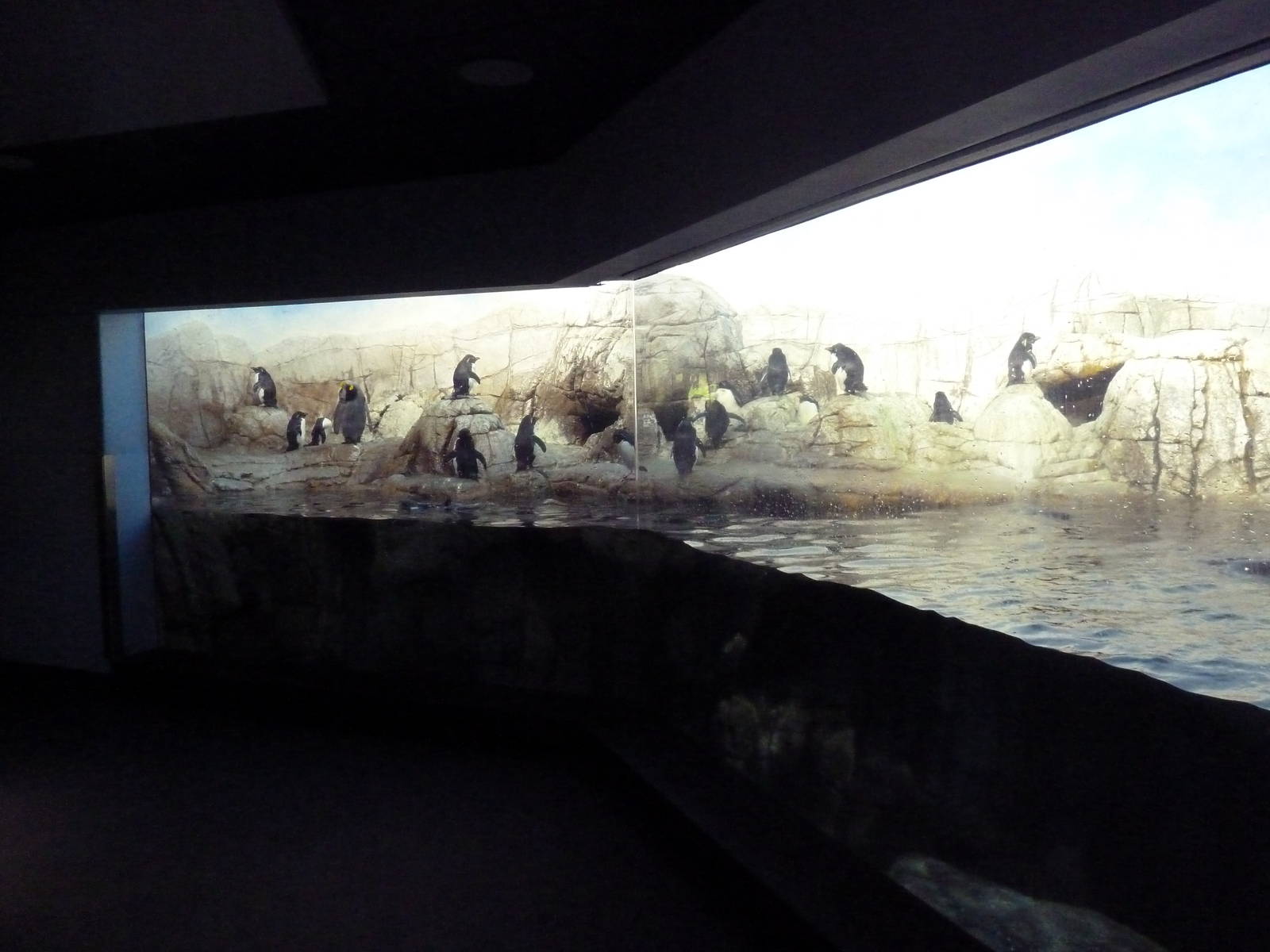 Oceans - Penguin Exhibit